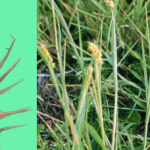 sandbur-patch-1