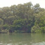 Mangroves on Shell Key