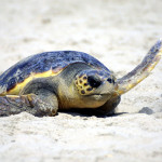 LH_Turtle
